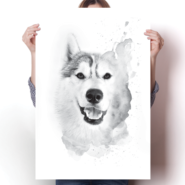 Husky Drawing Poster
